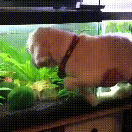 Doin a Swim! - Imgur.gif
